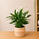 Plantes vertes et fleuries - Spatiphyllum en fleurs