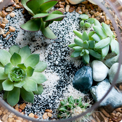 Terrarium du fleuriste