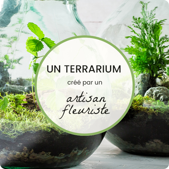 Le Terrarium de Succulentes et Plantes grasses - Taille L - Boutique -  Maître artisan fleuriste