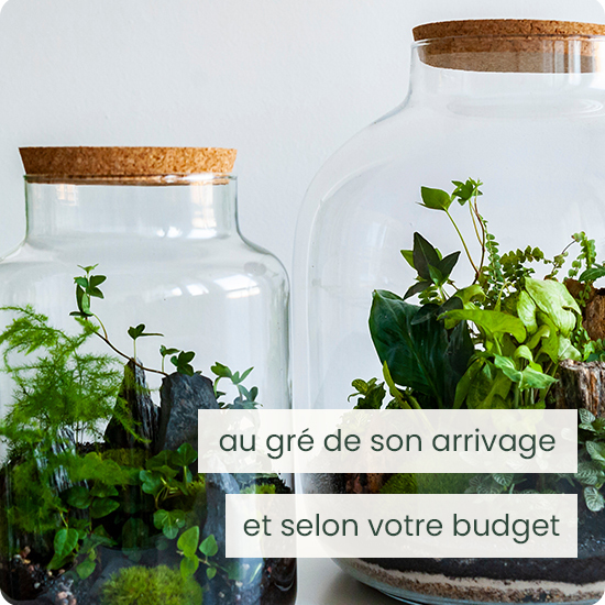 Terrarium du fleuriste