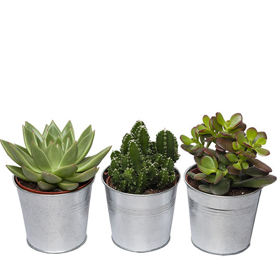 Trio de cactus et succulentes