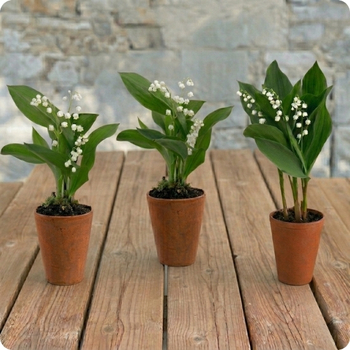 Offrez un symbole fort de bonheur et de renouveau avec le Pot de Muguet des Sous-Bois.
