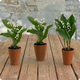 Trio pots de muguet 3 brins blancs livraison 123fleurs