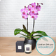 Une orchidée + une bougie parfumée 190g